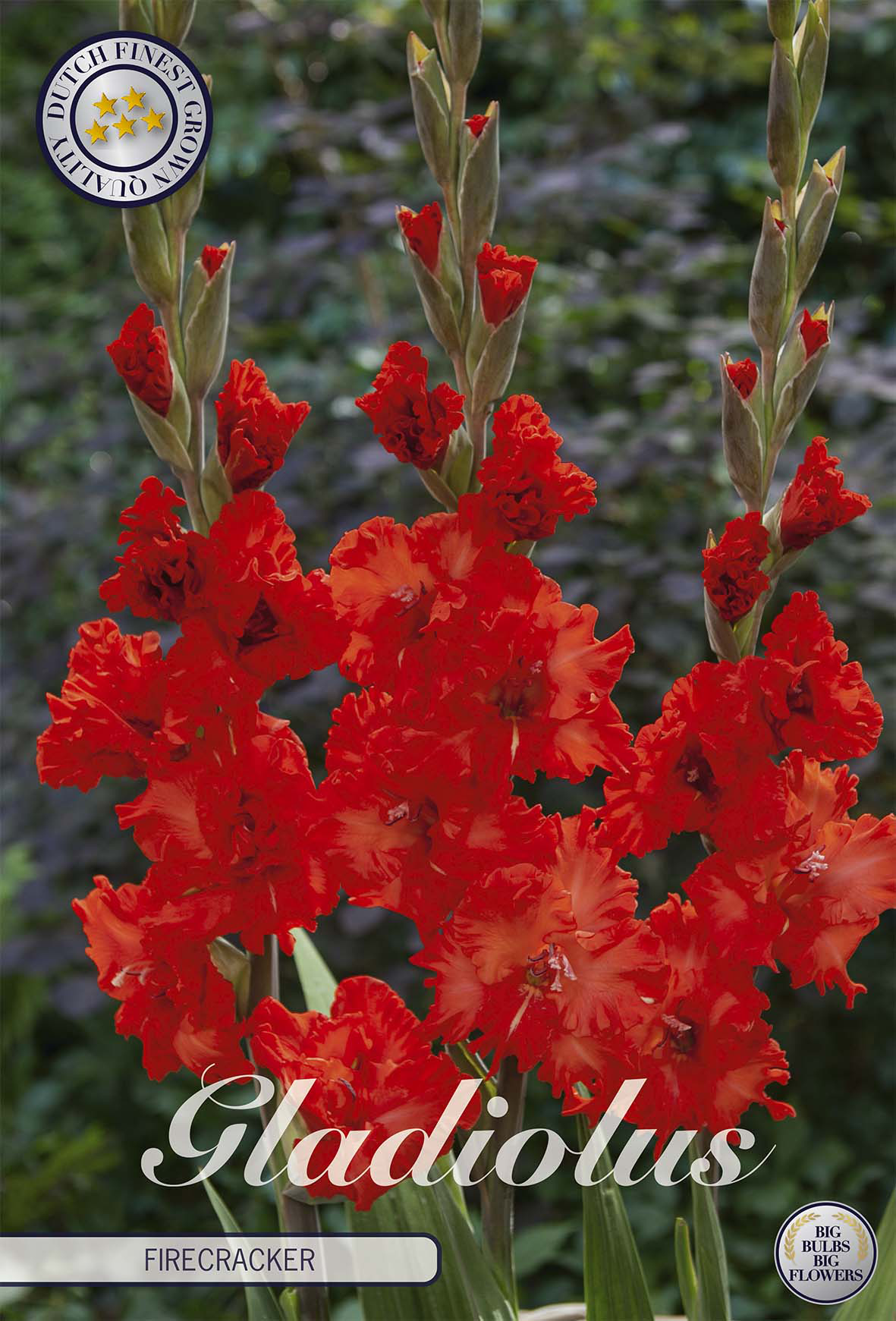 Gladiole Firecracker