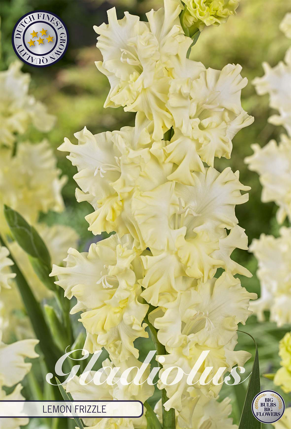 Gladiole Lemon Frizzle