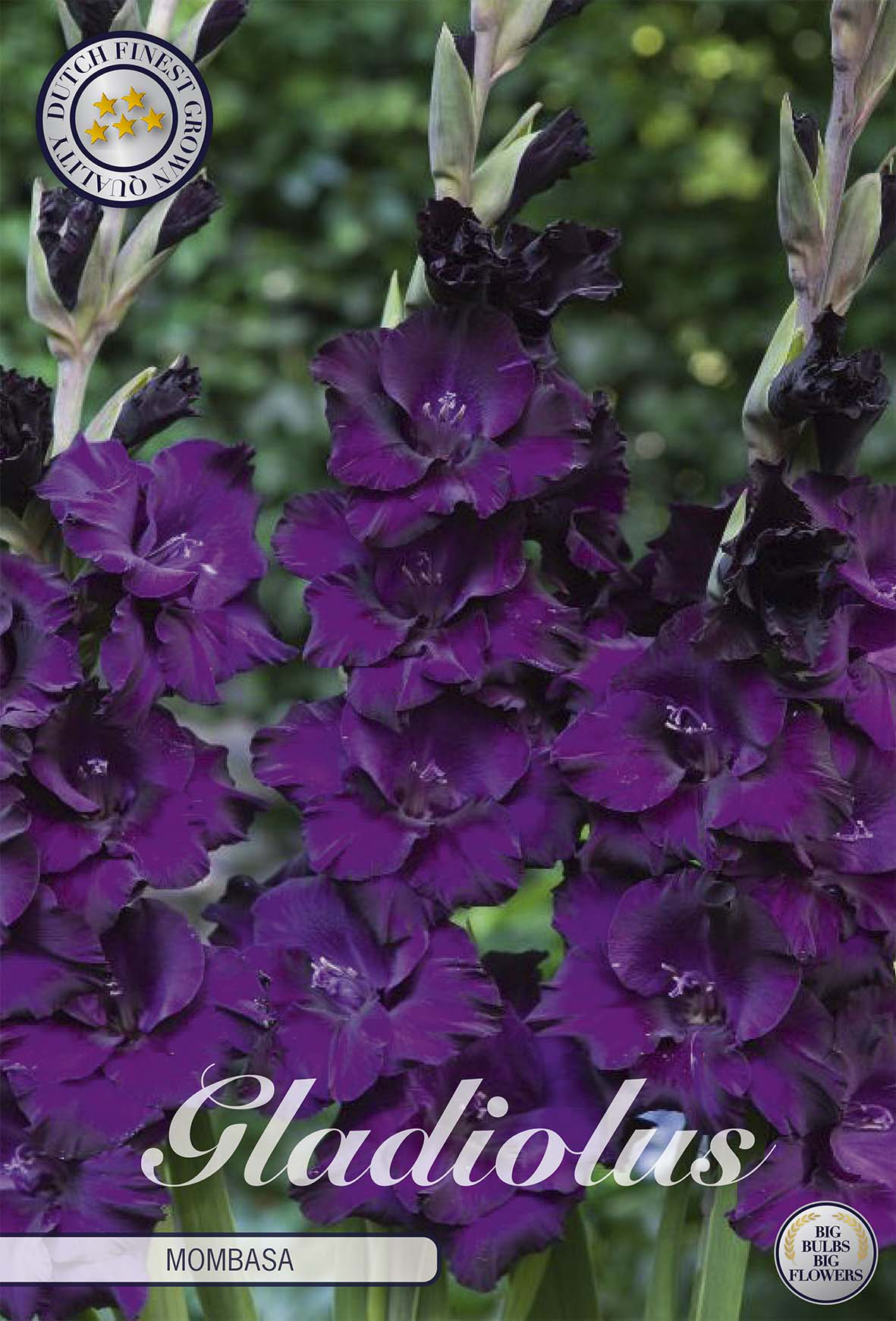 Gladiole Mombasa