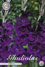 Gladiole Mombasa