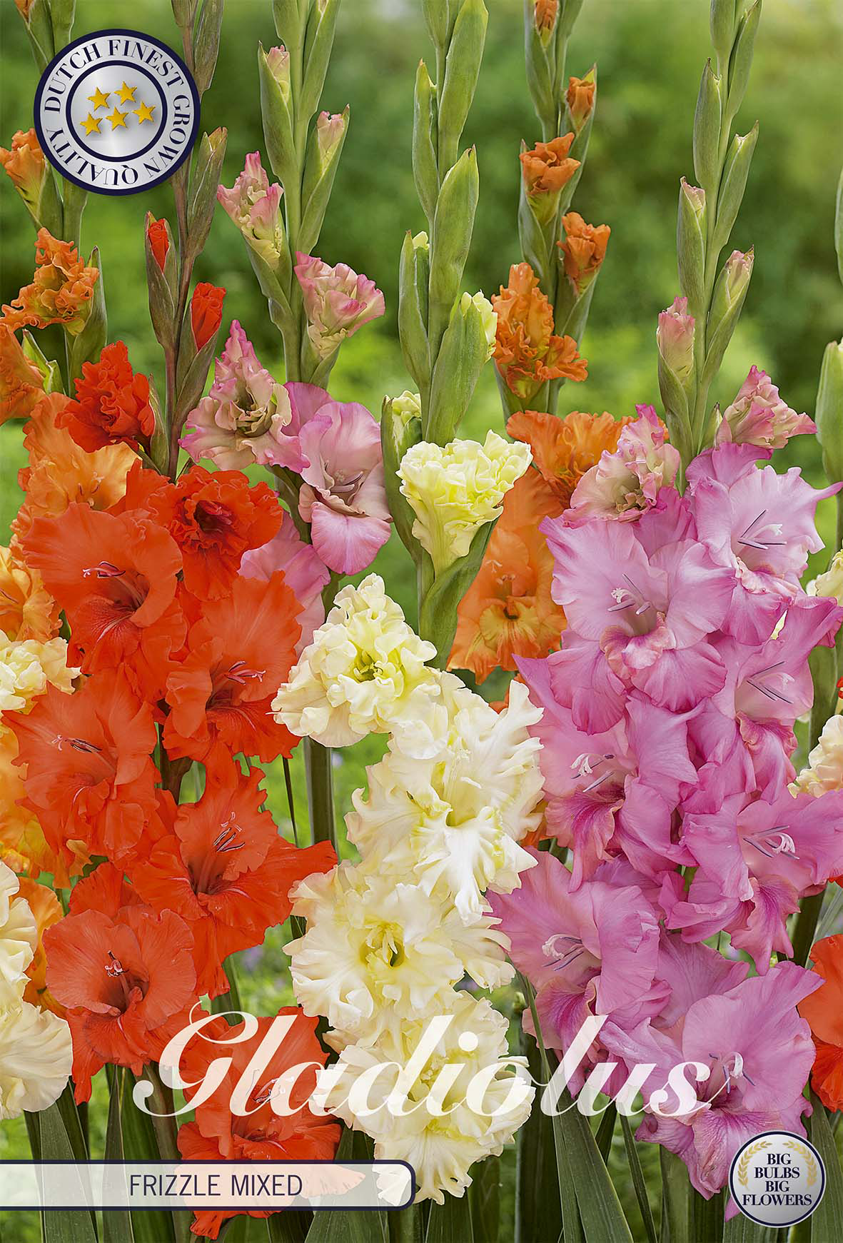 Gladiole Frizzle Gemischt