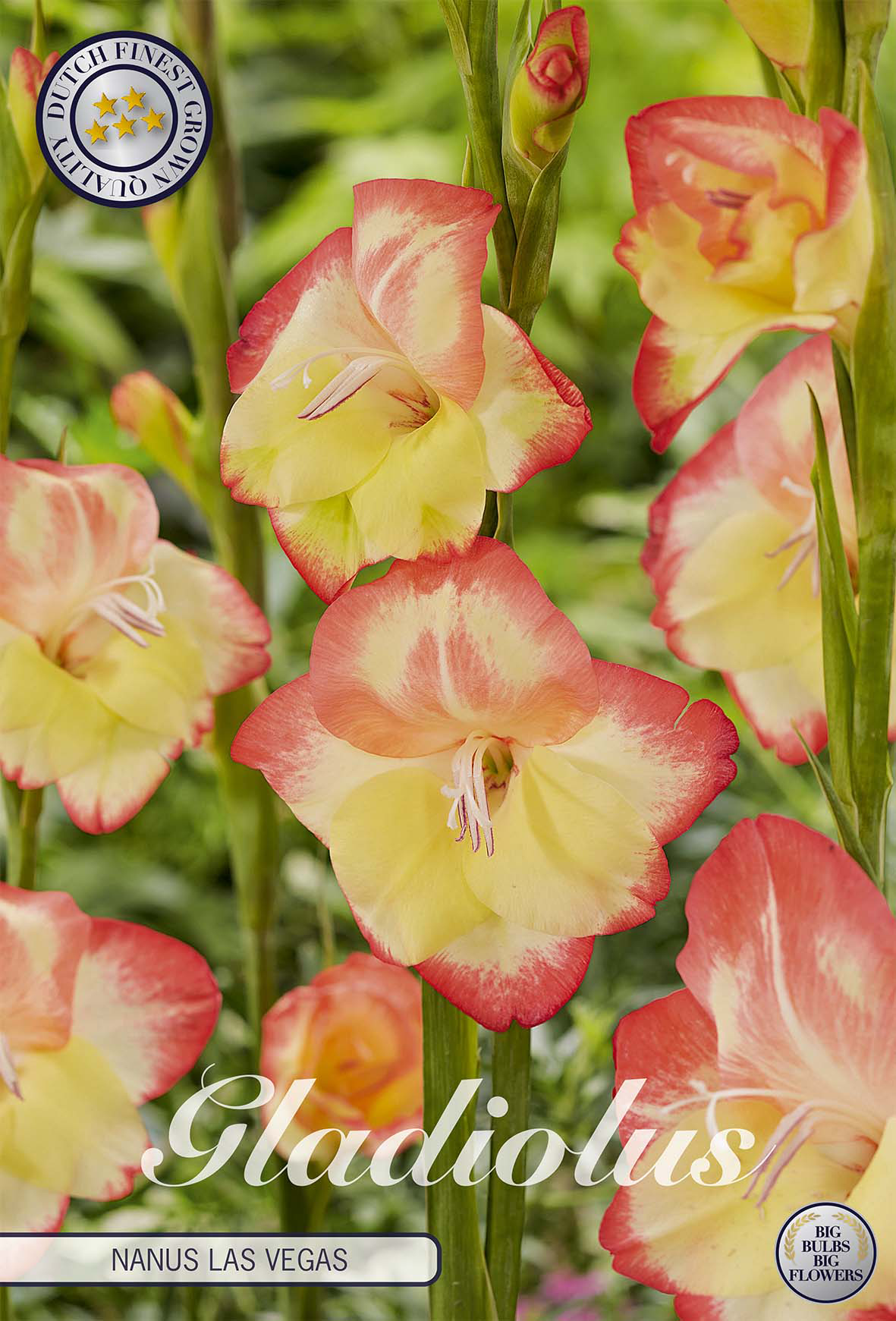 Gladiole Nanus Las Vegas