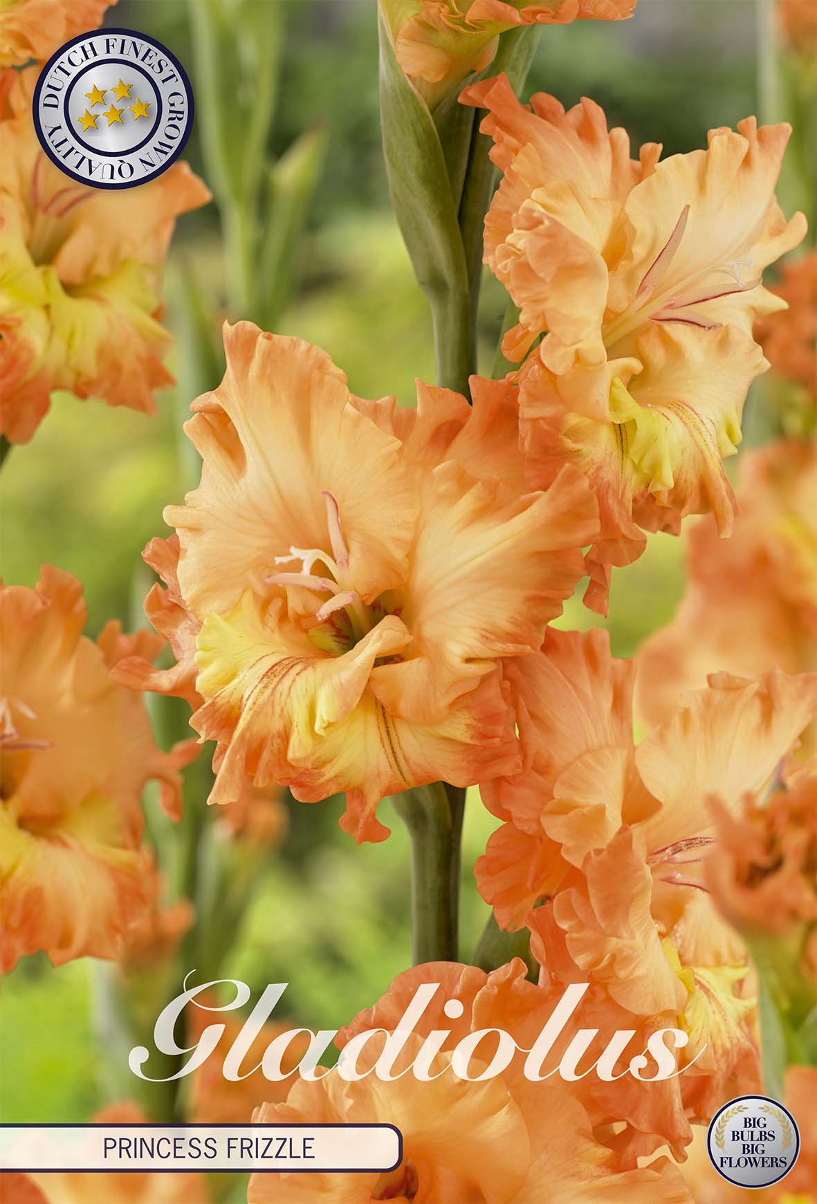 Gladiole Princess Frizzle