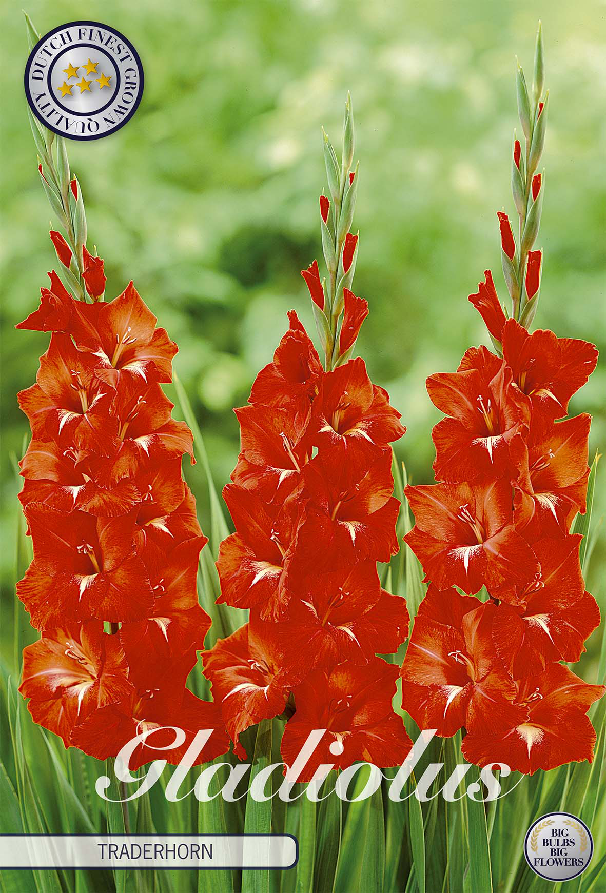 Gladiole Traderhorn