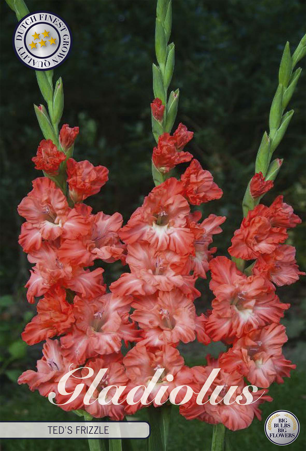 Gladiole Teds Frizzle