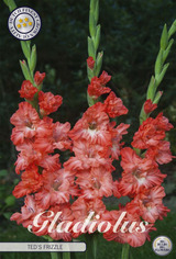 Gladiole Teds Frizzle