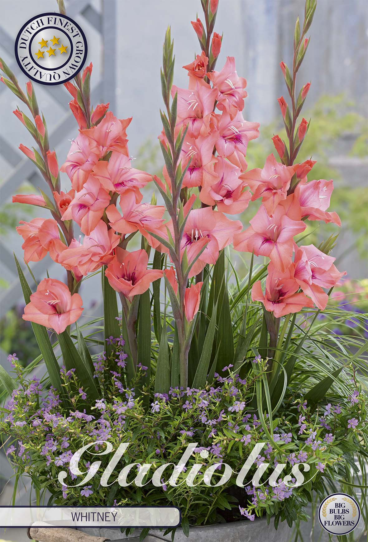 Gladiole Whitney
