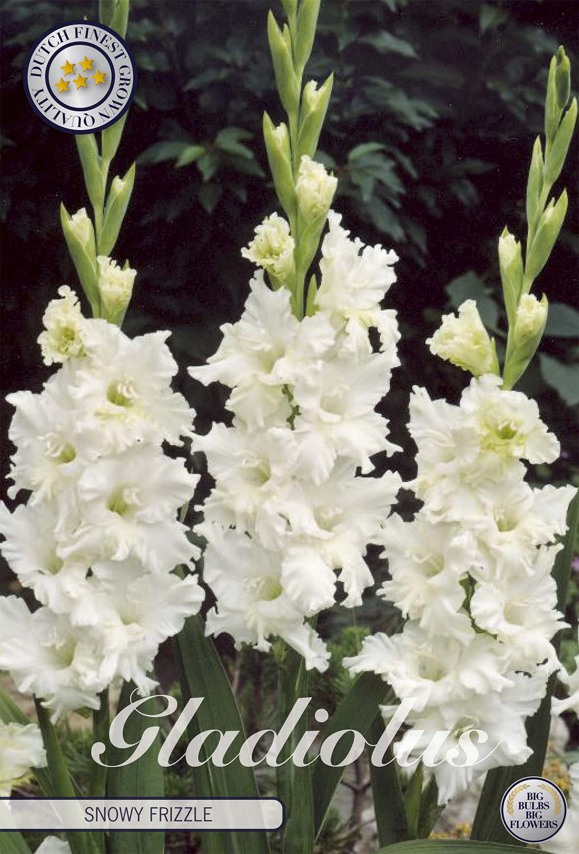 Gladiole Snowy Frizzle