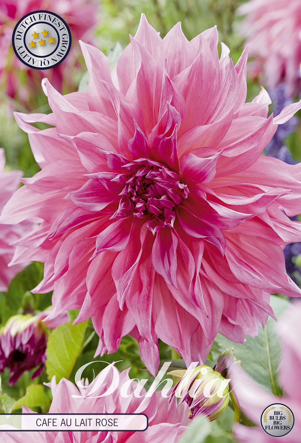 Dahlie Cafe au Lait Rose