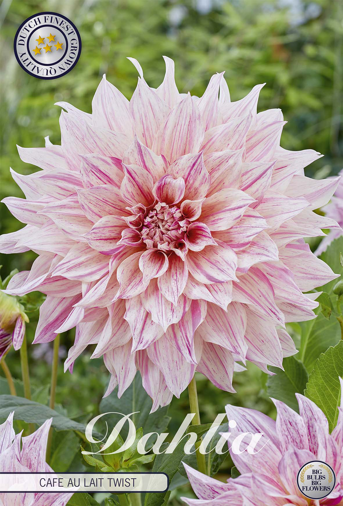 Dahlie Cafe au Lait Twist