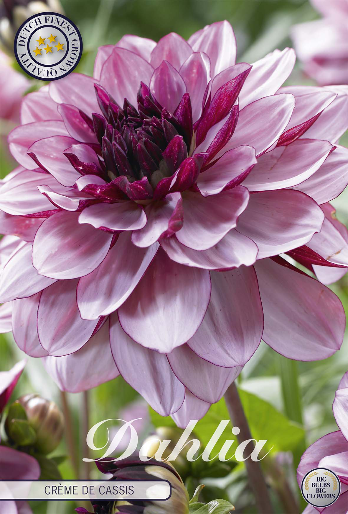 Dahlie Crème de Cassis