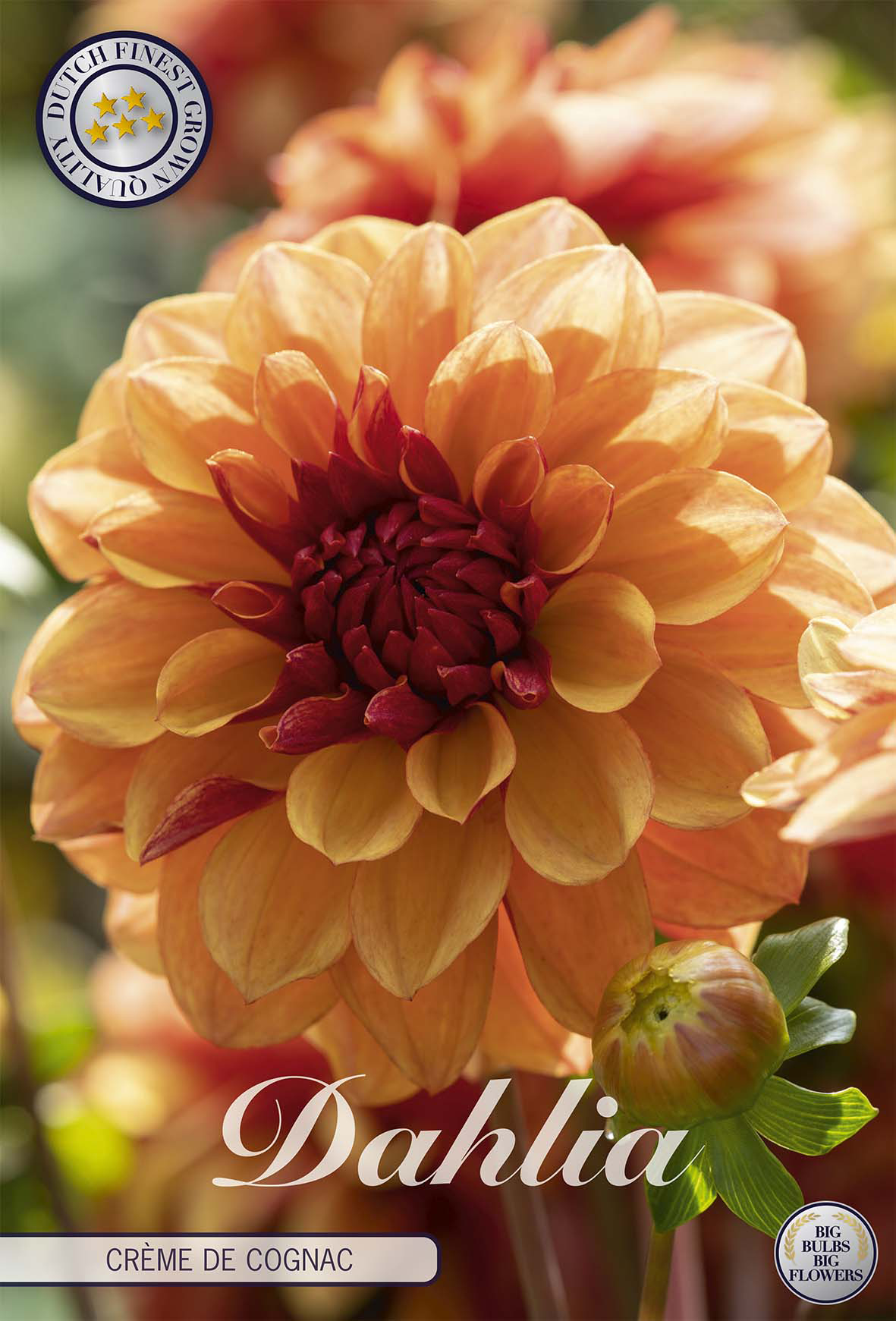 Dahlie Crème de Cognac