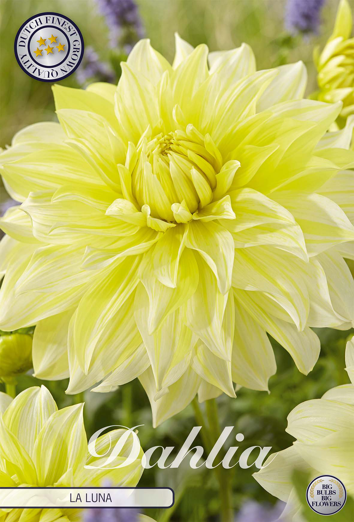 Dahlia La Luna