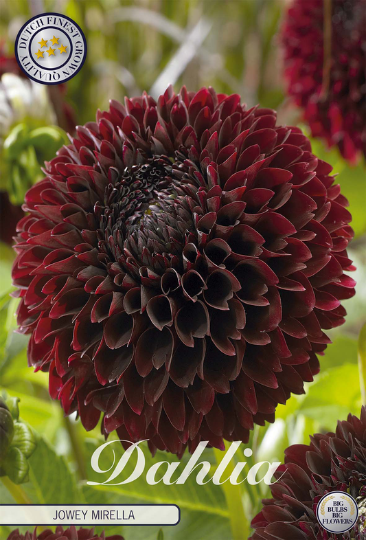 Dahlia Jowey Mirella