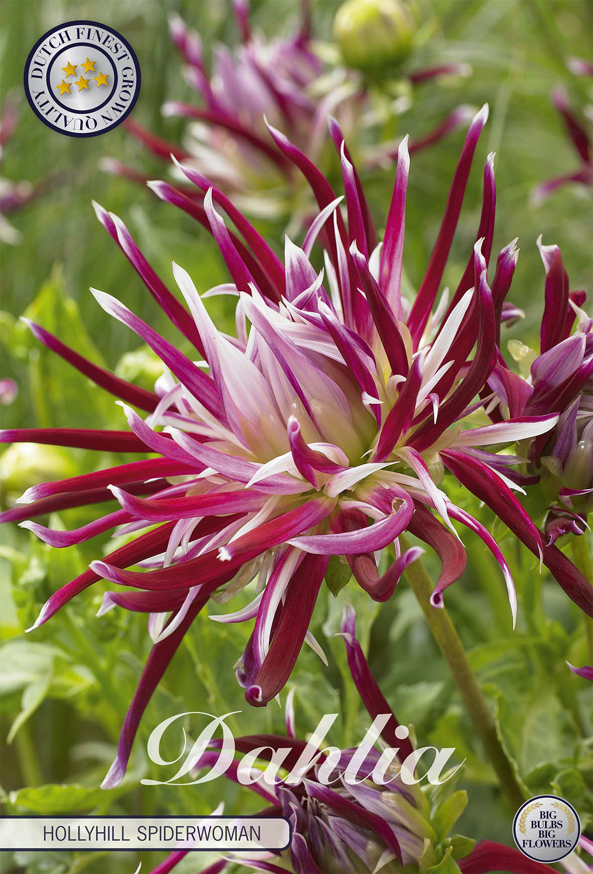 Dahlie 'Hollyhill Spiderwoman'