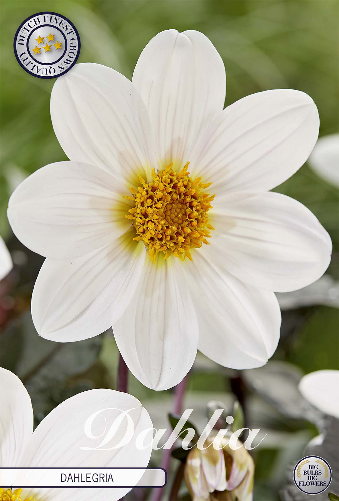 Dahlie Dahlegria White