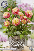 Dahlia Melodie Allegro