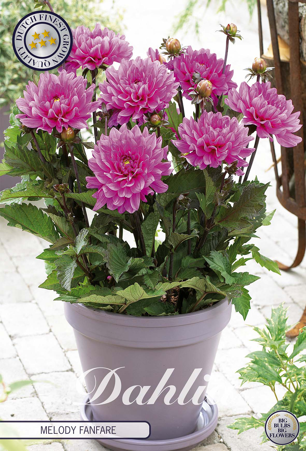 Dahlie Melody Fanfare