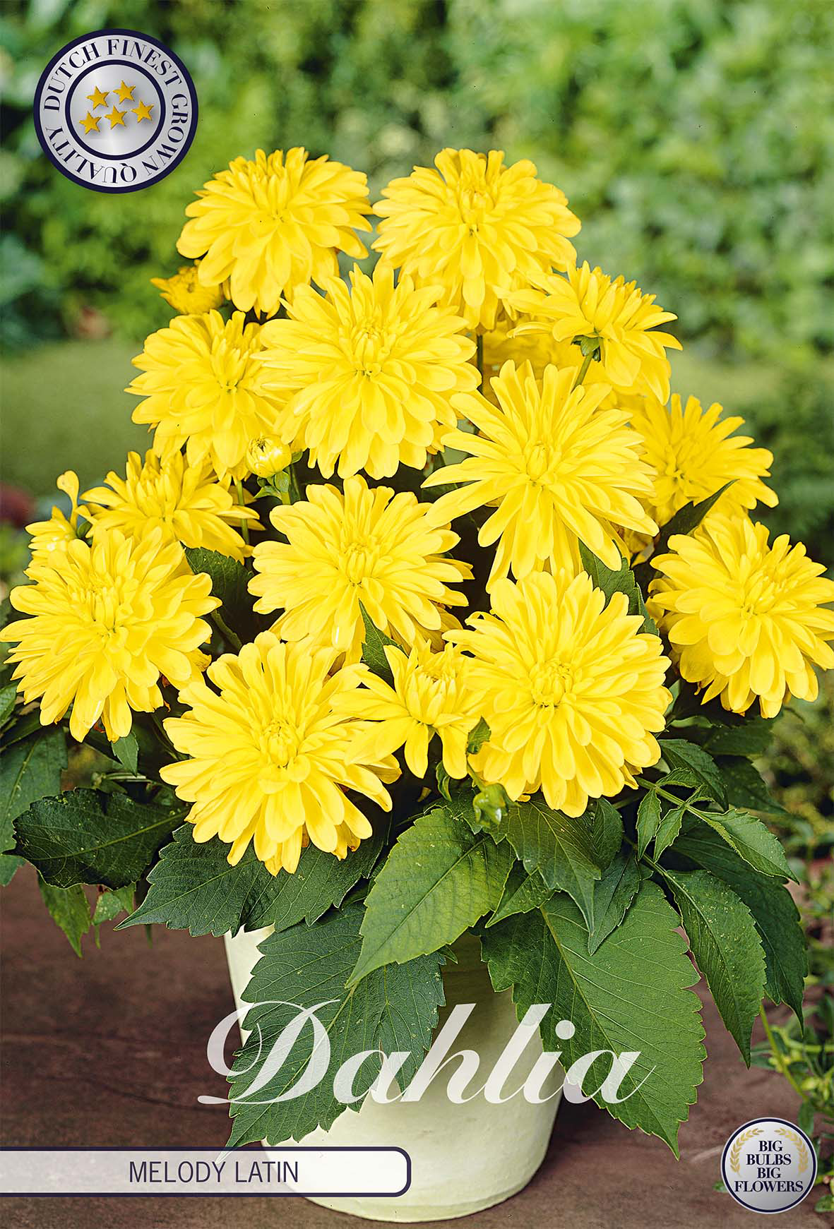 Dahlia Melody Latein