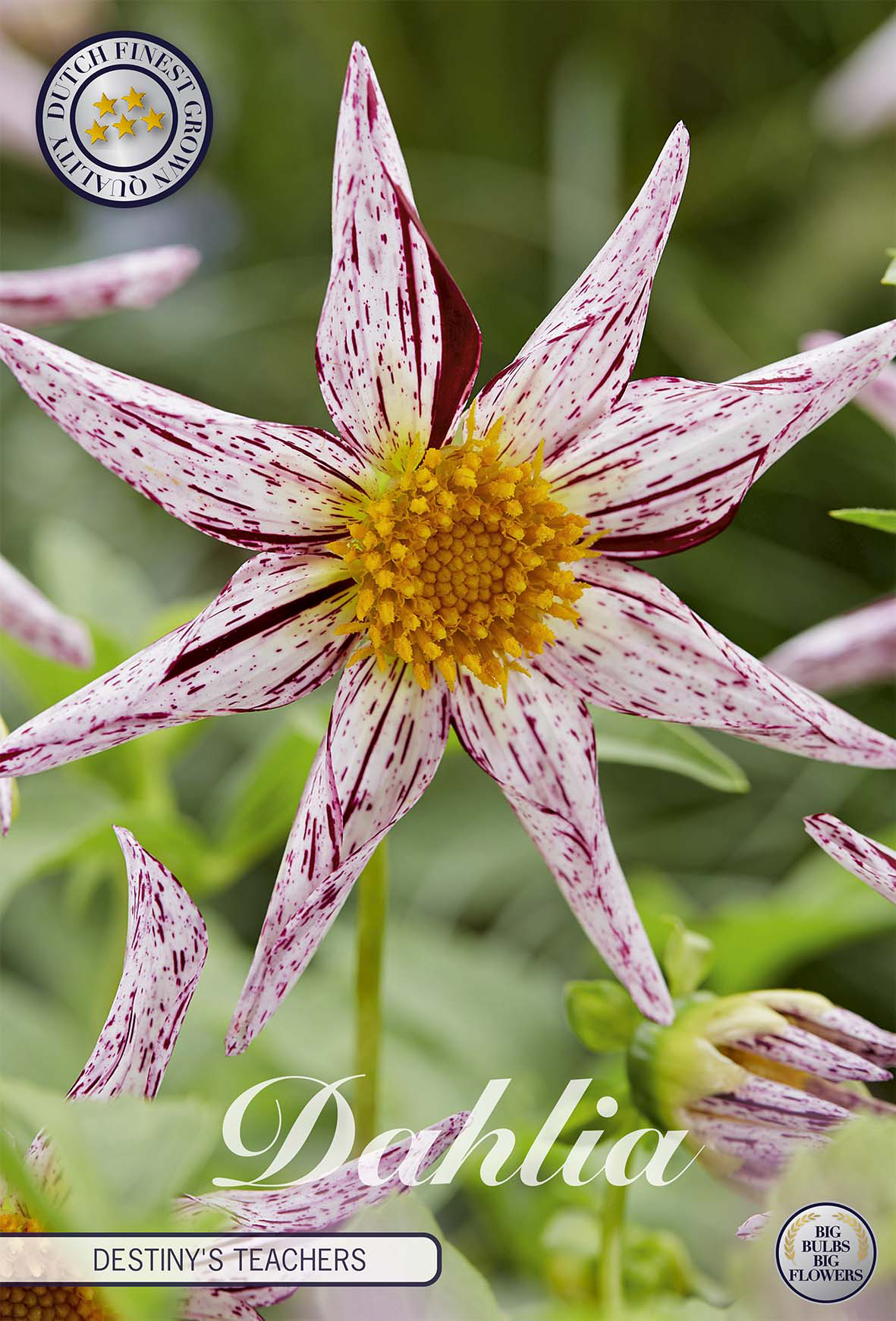 Dahlia Destinys Lehrer
