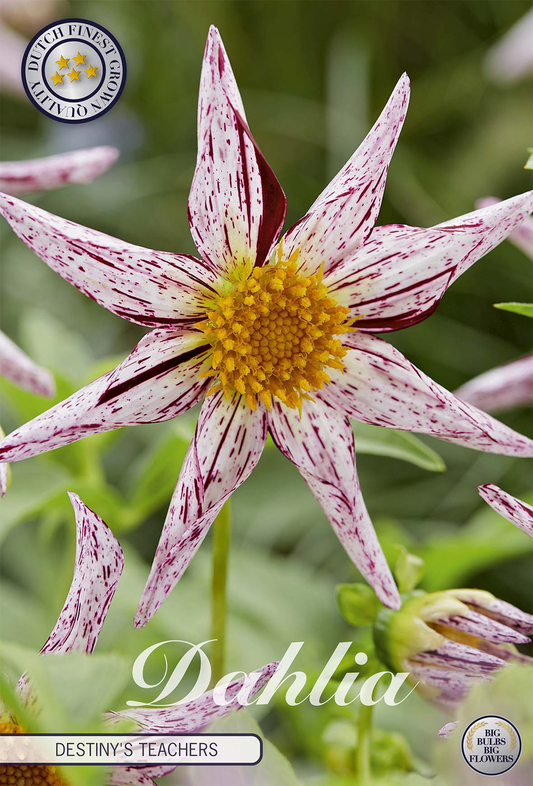 Dahlia Destinys Lehrer