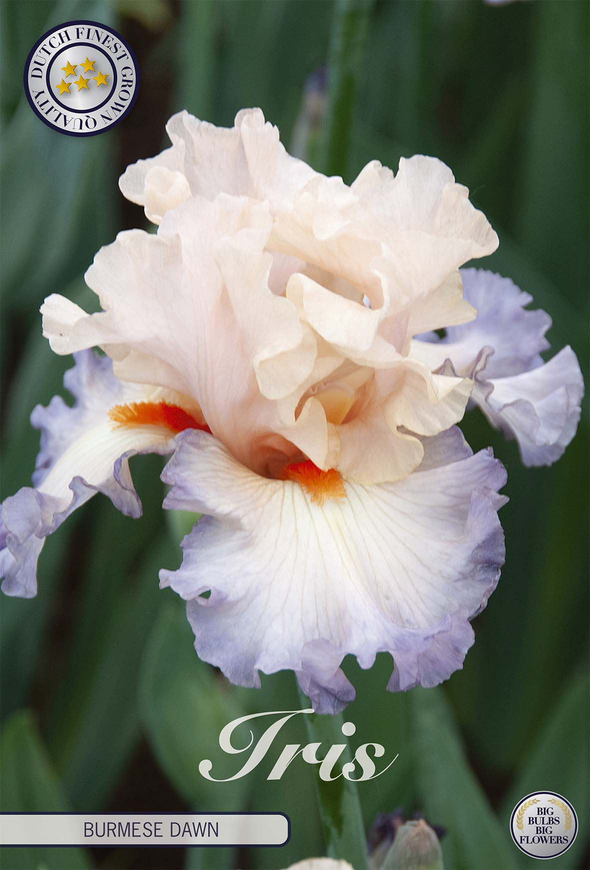 Schwertlilie (Iris germanica) 'Burmese Dawn'