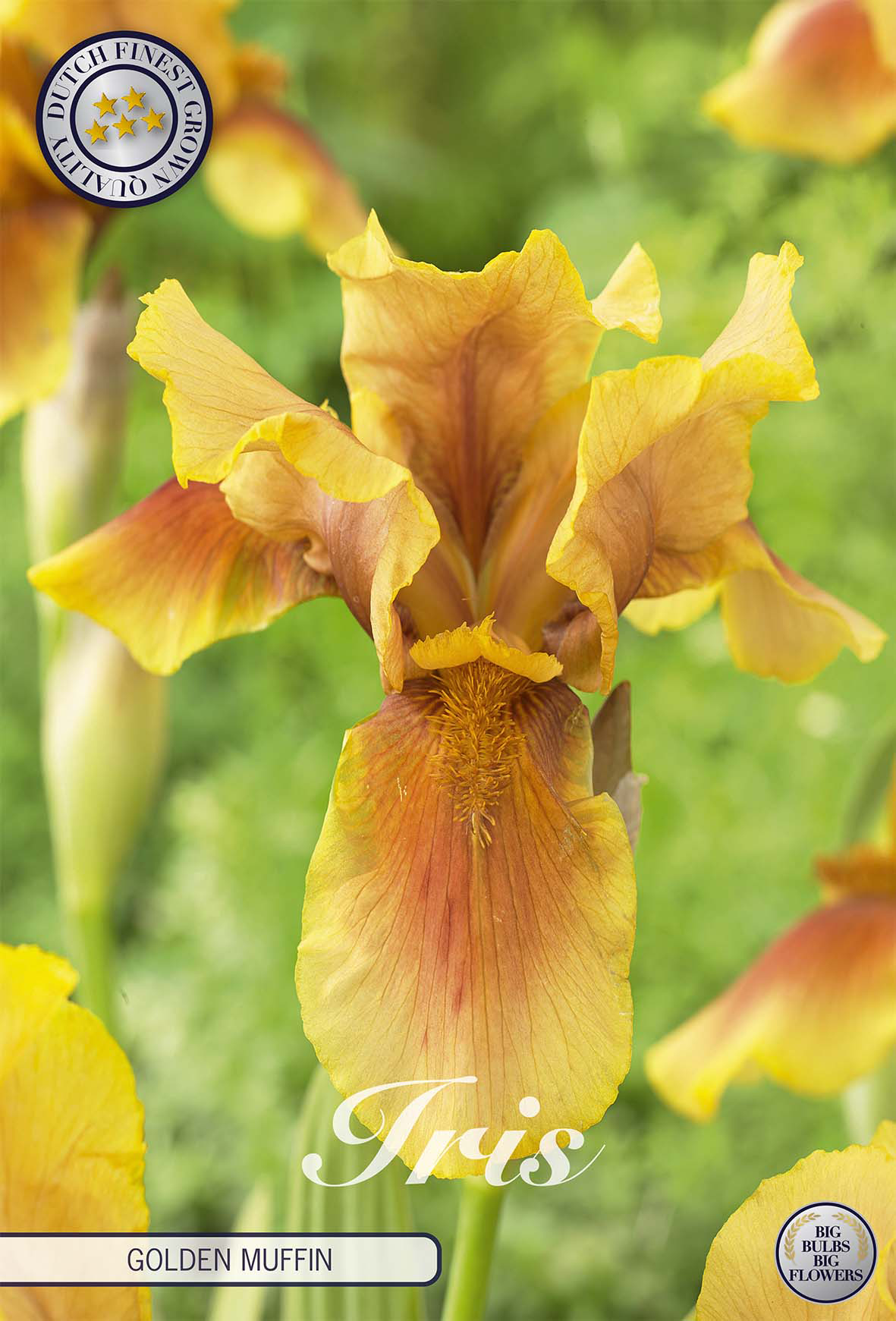 Cwc Orange Hand Schwertlilie ‘Golden Muffin’ (Iris Germanica) – Pfirsich-Orange (1 ...