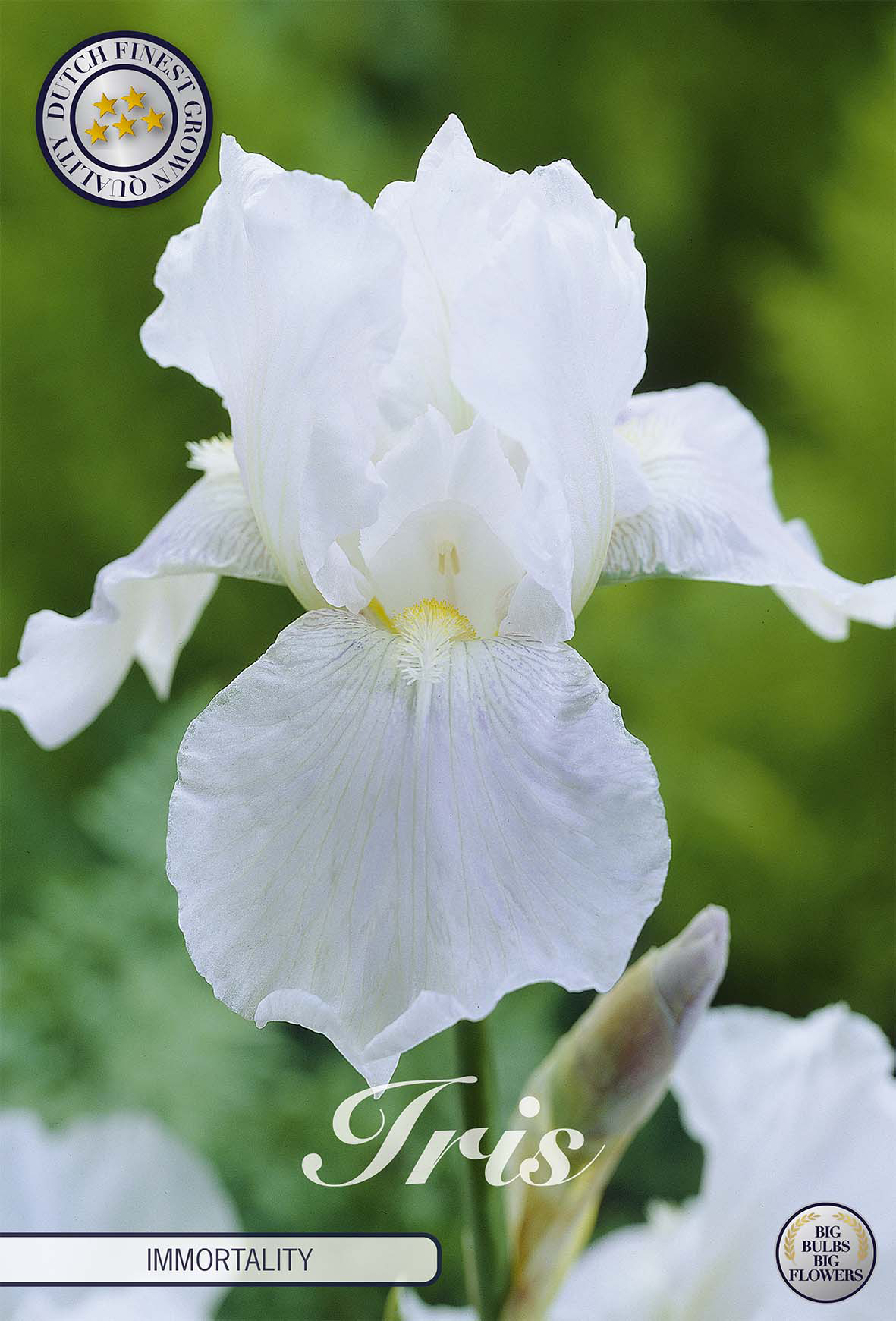 Iris Germanica 'Immortality'