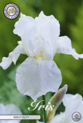 Iris Germanica 'Immortality'