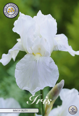 Iris Germanica 'Immortality'