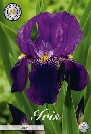 Iris