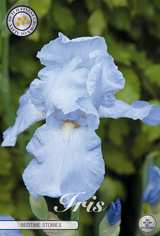 Iris Germanica Gute-Nacht-Geschichten