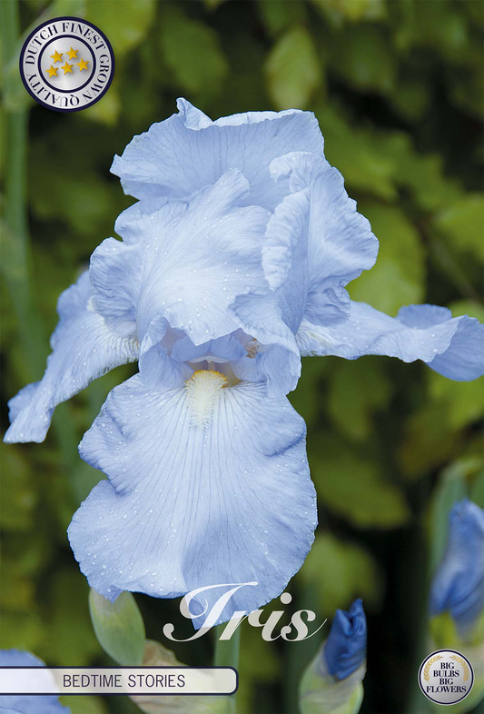Iris Germanica Gute-Nacht-Geschichten