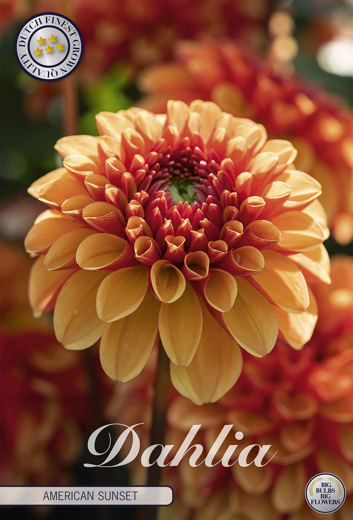 Dahlie American Sunset