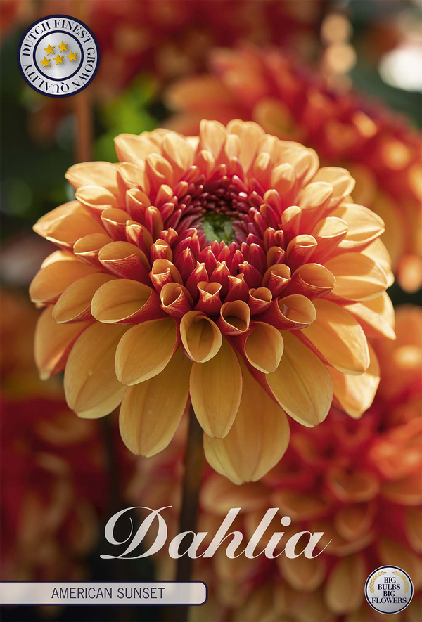 Dahlie American Sunset