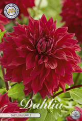 Dahlie 'Babylon Purple'