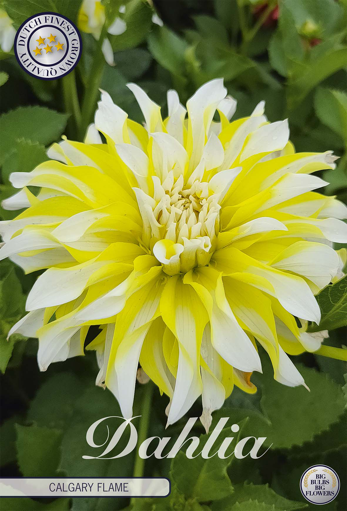 Dahlie Calgary Flame