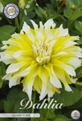 Dahlie Calgary Flame