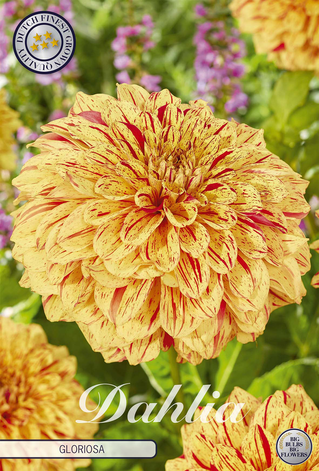 Dahlie Gloriosa