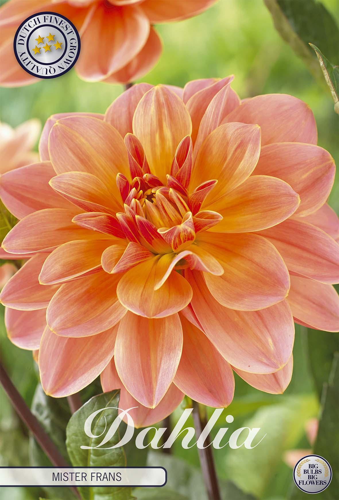 Dahlie Mister Frans