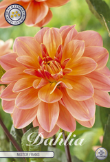 Dahlie Mister Frans
