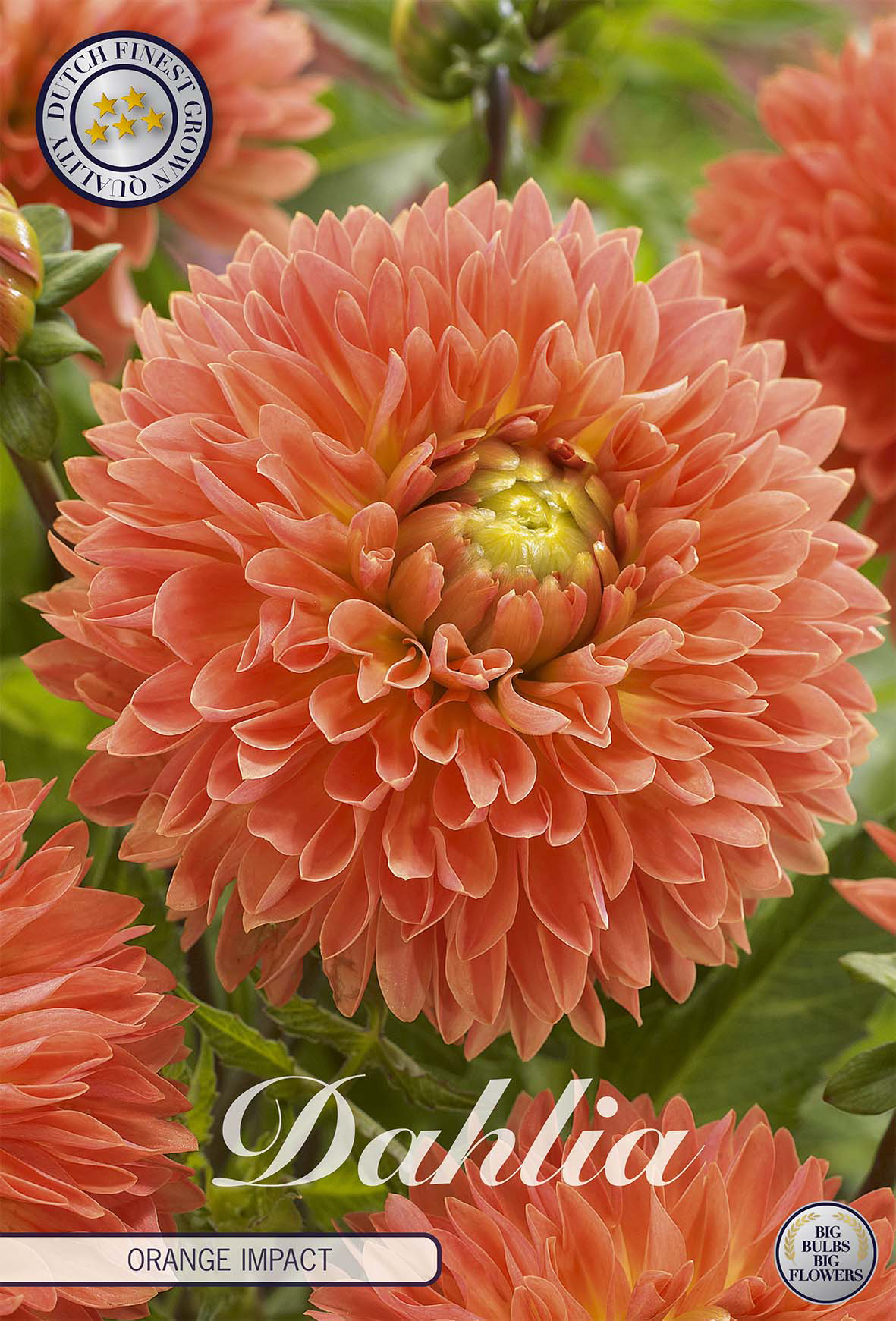 Dahlie Orange Impact
