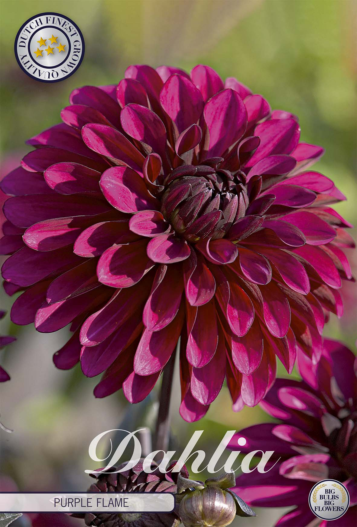 Dahlie Purple Flame