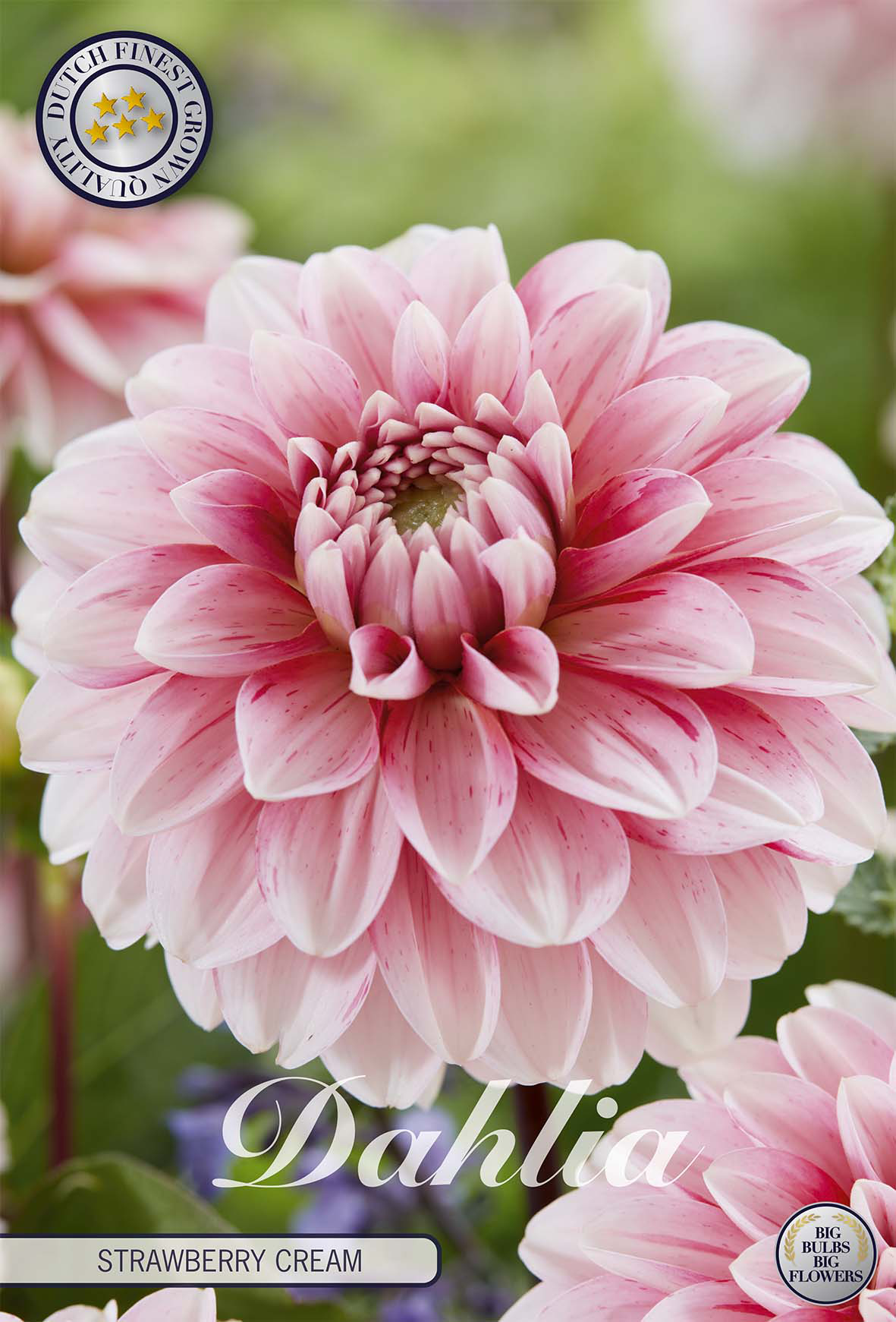 Dahlie 'Strawberry Cream'