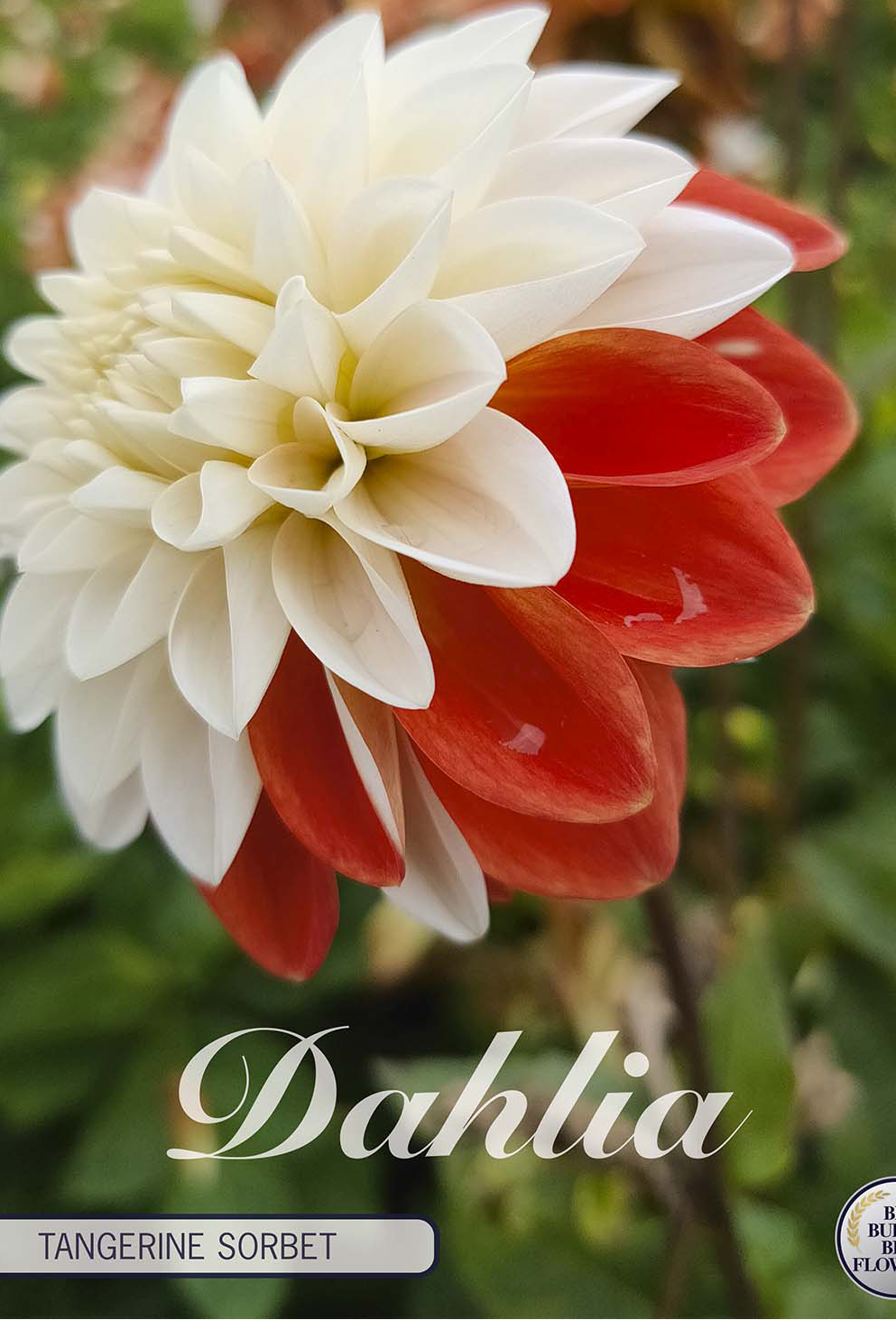 Dahlie 'Tangerine Sorbet'