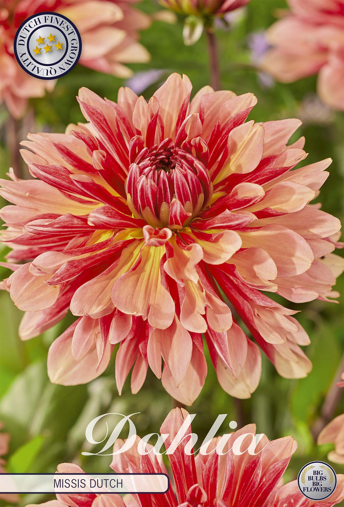Dahlie Missis Dutch