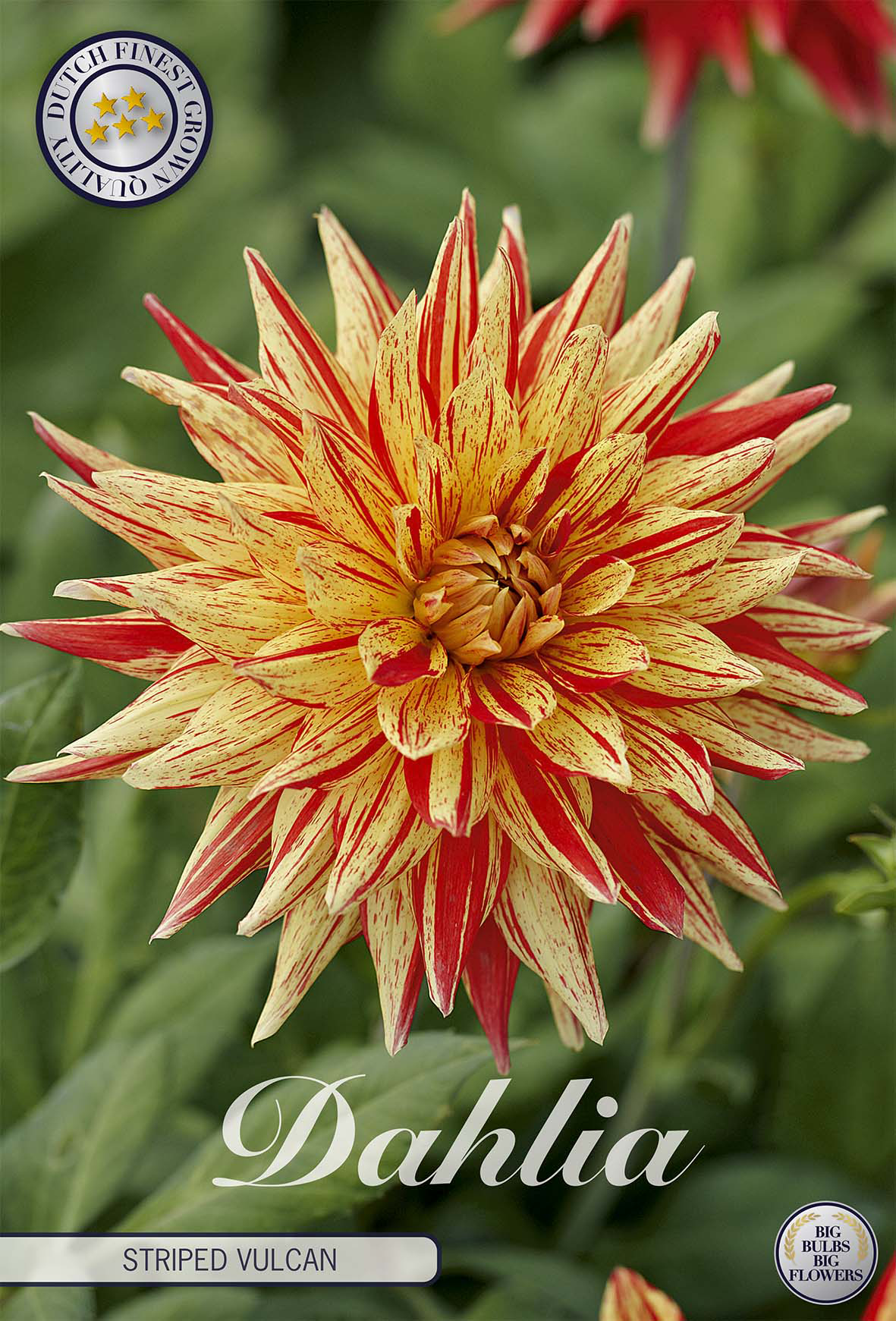 Dahlie Striped Vulcan