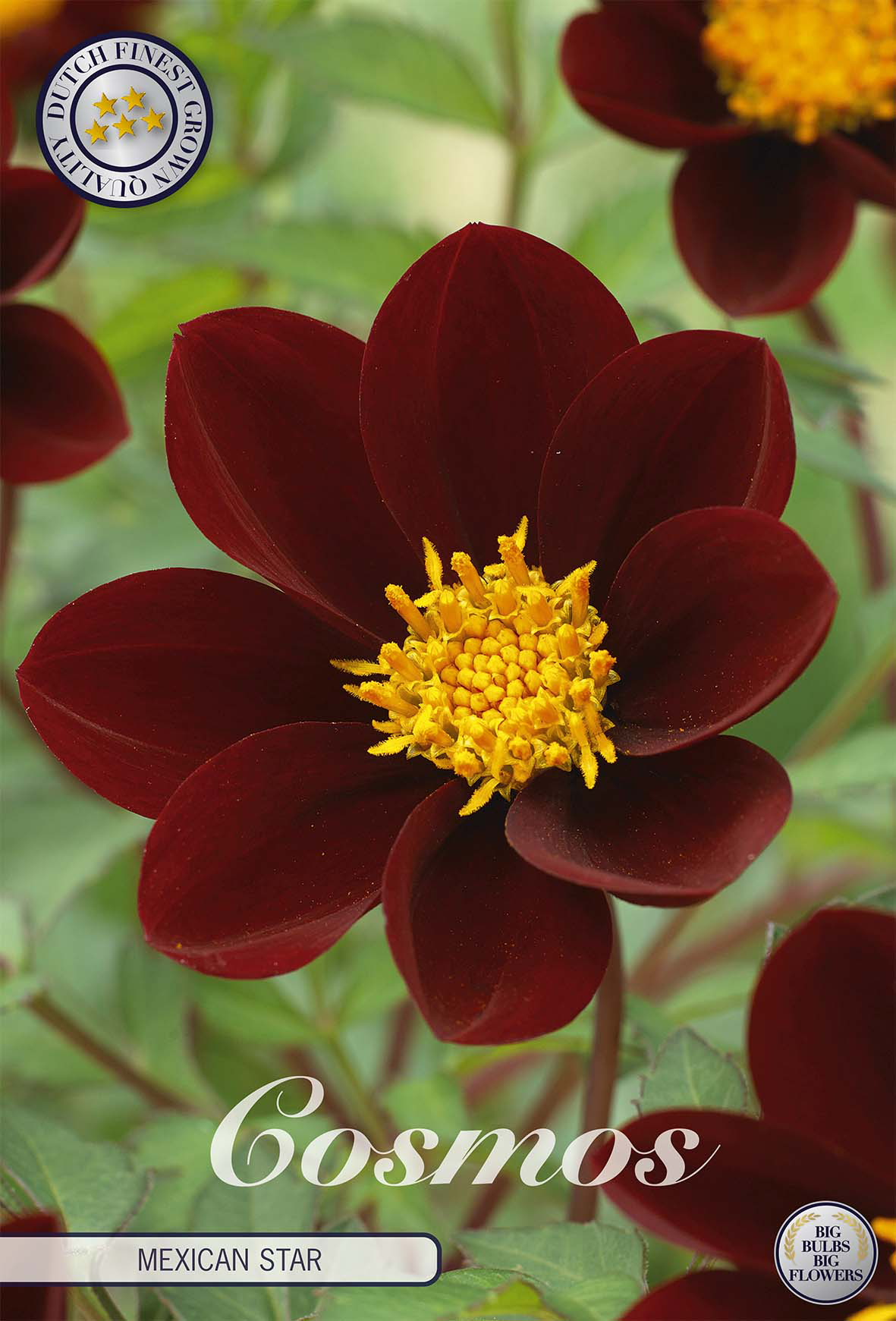 Cosmos Mexican Star