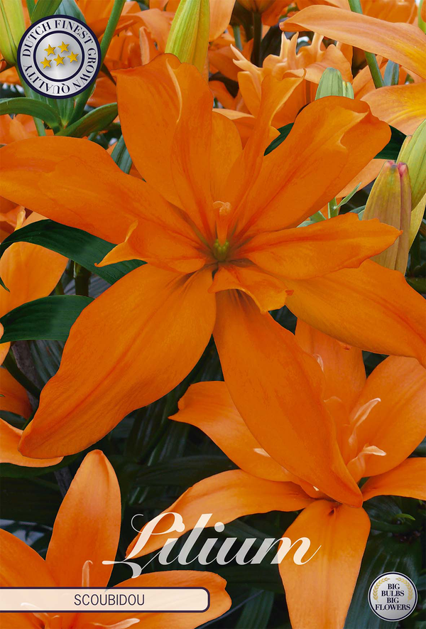 Lilium Scoubidou