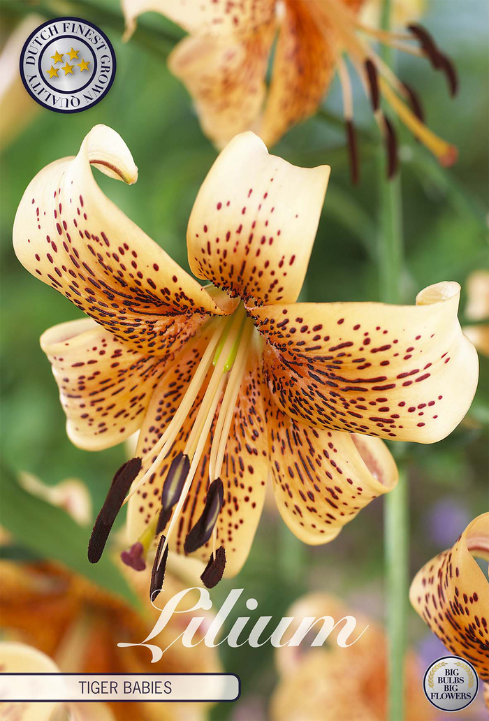 Lilium Tiger Babies
